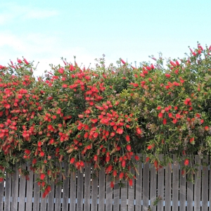 Bottlebrush